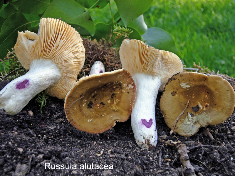 Russula alutacea-amf1639.jpg - Russula alutacea ; Syn: Russula xerampelina var. alutacea ; Nom français: Russule alutacée